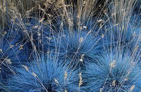 IN INVERNO- FESTUCA ELIJAH BLUE GRAMINACEA