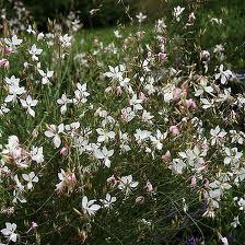 GAURA BUTTERFLY PERENNE DECIDUA ( - 10 ) ALTEZZA