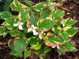 FOGLIE VERDE CHIARO FIORI ROSA DA APRILE A OTTOBRE