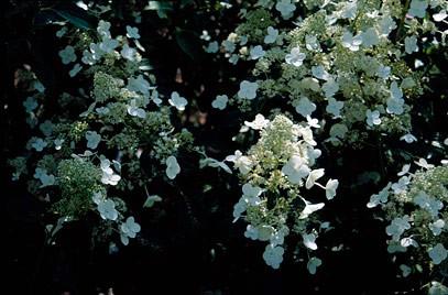 HYDRANGEA PANICULATA KYUSHU ALTEZZA cm.