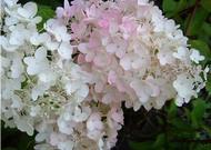 HYDRANGEA PANICULATA GRANDIFLORA ALTEZZA