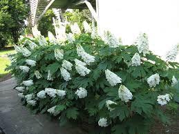 FOGLIE VARIEGATE DI BIANCO FIORI LILLA DA