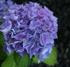 HYDRANGEA ZWERG BLU FIORI BLU DA GIUGNO AD AGOSTO