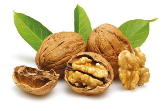 NOCE Noce, JUGLANS REGIA, e una pianta coltivata fin dall antichita. E arrivato in Europa dall Asia Minore, conosciuto in tutto il bacino del Mediterraneo.