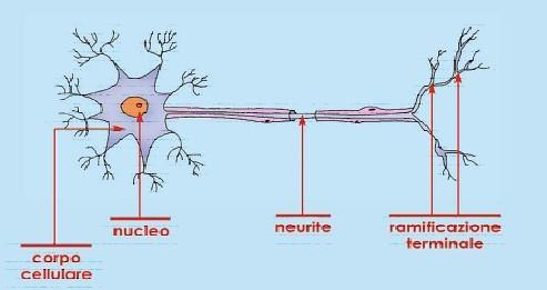 IL NEURONE Unità funzionale del sistema nervoso.