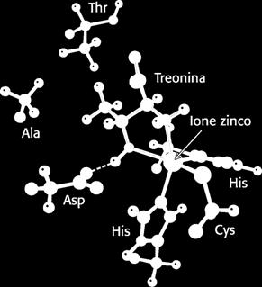 Ogni sintetasi riconosce specificamente le proprietà dell amminoacido che funge da suo substrato.