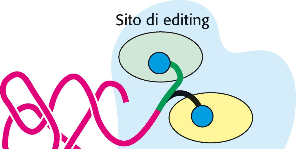 Amminoacil trna sintetasi Il braccio