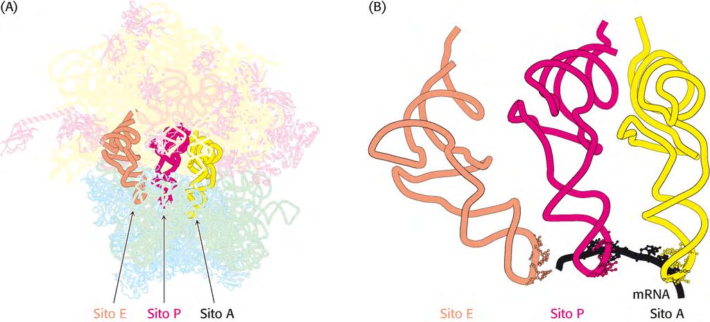 Siti di legame del ribosoma per il trna I ribosomi hanno 3 siti di legame per il trna,