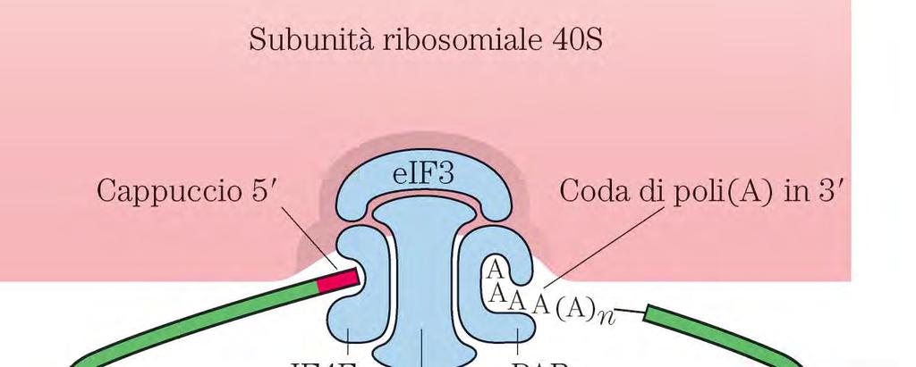 Complesso d inizio negli eucarioti Gli eucarioti utilizzano molti più fattori di inizio e le loro interazioni sono più complesse.