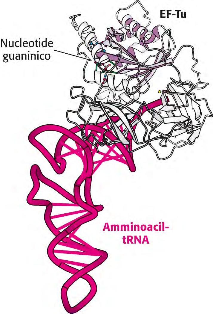 Il fattore di allungamento Tu La molecola di trna da inserire nel sito A viene trasportata da una proteina detta fattore di allungamento Tu (EF Tu), un membro della famiglia delle proteine G, lega l