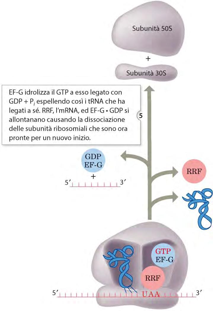 GTP espellendo il trna, l mrna e gli altri fattori,