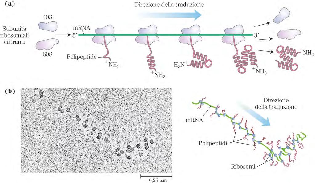 Polisoma La traduzione simultanea di un singolo mrna da parte di