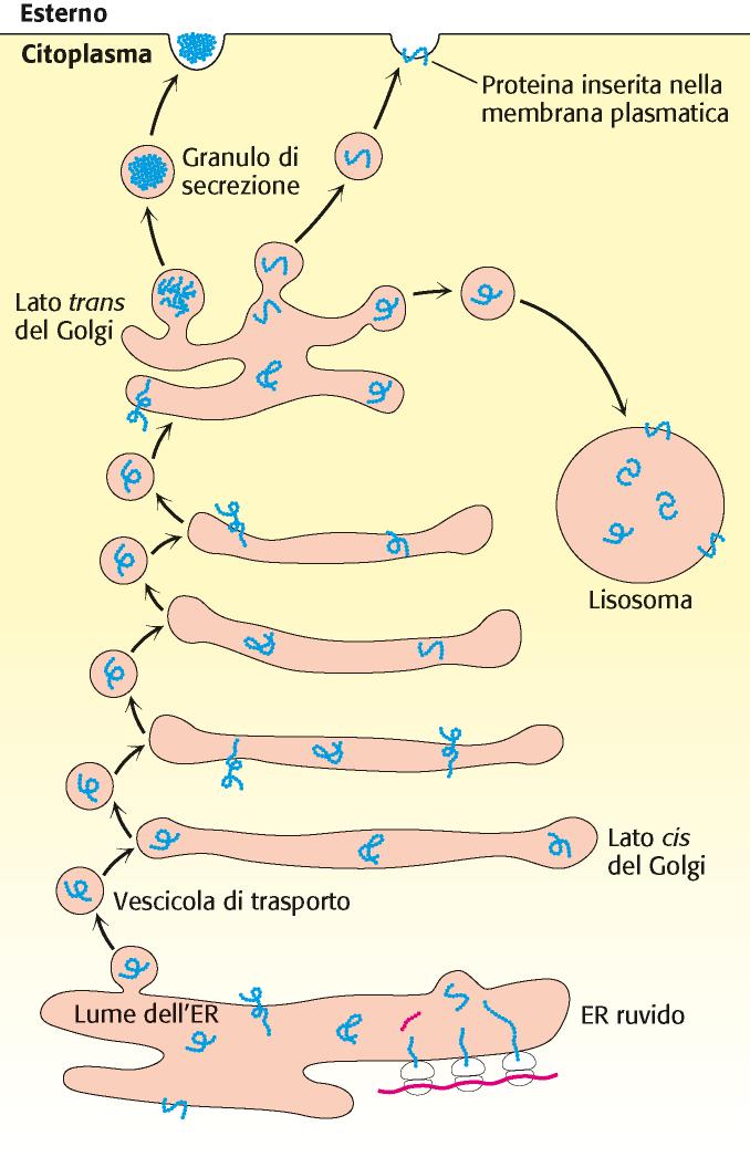 Secrezione proteine extracellulari Le proteine di secrezione