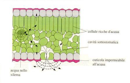 Traspirazione Con Traspirazione si intende la perdita d'acqua attraverso speciali strutture nei tessuti degli organismi nelle quali l'acqua