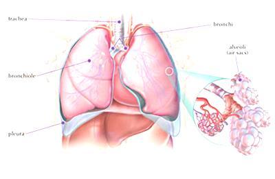 FISIOLOGIA APPARATO RESPIRATORIO Dott.