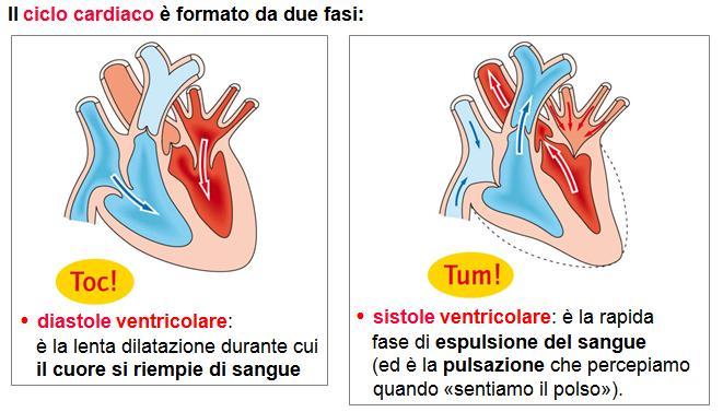 FISIOLOGIA CUORE: