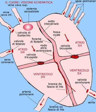 FISIOLOGIA CUORE: