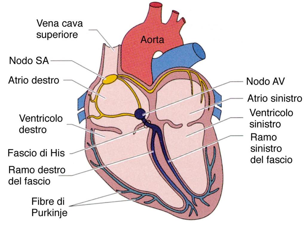 ANATOMIA CUORE: