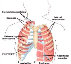 MECCANICA VENTILATORIA MUSCOLI INPIRATORI