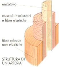 APPARATO CIRCOLATORIO