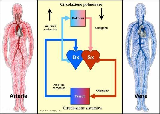 ARTERIE: vasi di