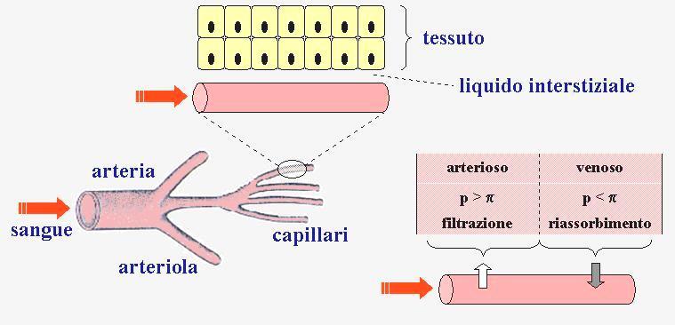 APPARATO