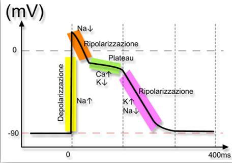 POTENZIALE D AZIONE