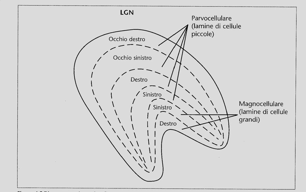 Visione spaziale: //il nucleo genicolato laterale (NGL) La disposizione topografica dei campi recettivi delle cellule gangliari è riprodotta nel NGL!