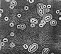 batterica β-lattamici: penicilline, cefalosporine Inibiscono la biosintesi del