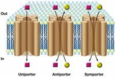 Alcuni meccanismi di trasporto attraverso la membrana Brock BM Agenti antibatterici che agiscono sulla membrana Detergenti, solventi organici Alcuni