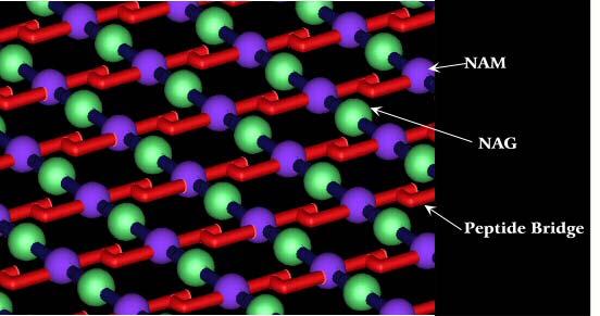 Ponti interpeptidici Neidhardt PBC