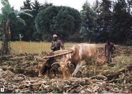 I problemi dell'agricoltura Il rapido aumento della popolazione ha aumentato la produzione agricola per riuscire a sfamare tutti.