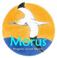 MORUS PROGETTO UCCELLI MARINI BOLLETTINO N 8 2/2012 Gabbiano