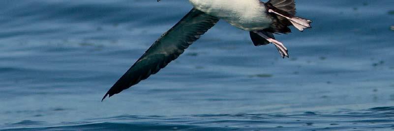 Tra le anatre marine, da segnalare l osservazione di un Edredone Somateria mollissima a Fiumetto, facente parte con tutta probabilità della piccola popolazione ormai sedentaria del golfo di Spezia.