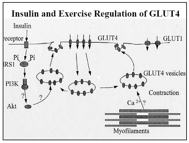 Regolazione del metabolismo nel muscolo scheletrico Epinefrina: recettori β-adrenergici associati a G αs camp PKA attiva Sintesi glicogeno: inibita (GS-P ) Degradazione glicogeno: attiva (GP-P )