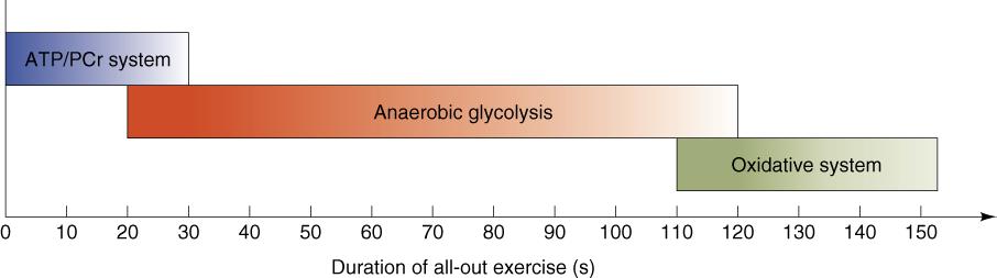 % Capacity of Energy System 100% Anaerobic Glycolysis Aerobic