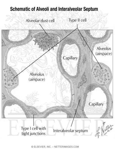 L interstizio alveolo capillare è il tessuto compreso tra le membrane basali dell epitelio alveolare e dell endotelio dei capillari (scambio gassoso e passaggio dei