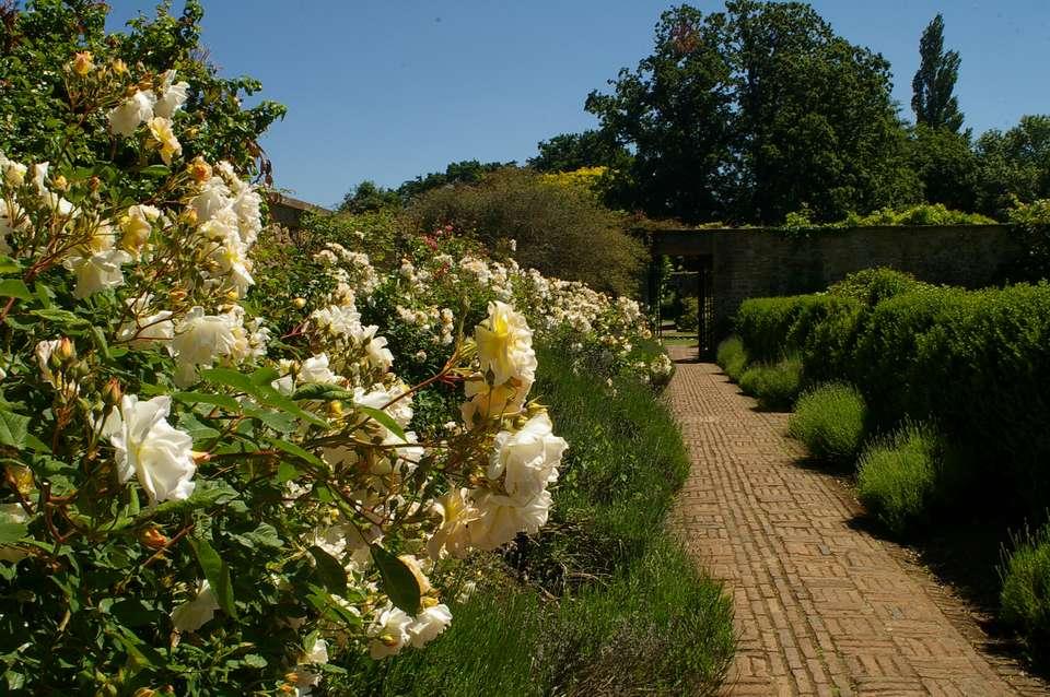 RUOLO ED IMPORTANZA DELLA ROSA NEL GIARDINO