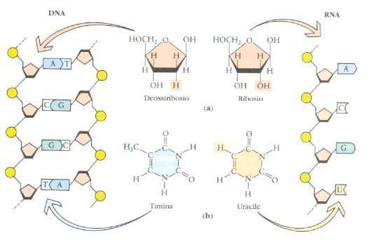 3 La replicazione del DNA Quando una cellula si riproduce dividendosi chiaramente deve anche produrre una copia perfetta del DNA affinché entrambe le cellule figlie abbiano lo stesso patrimonio