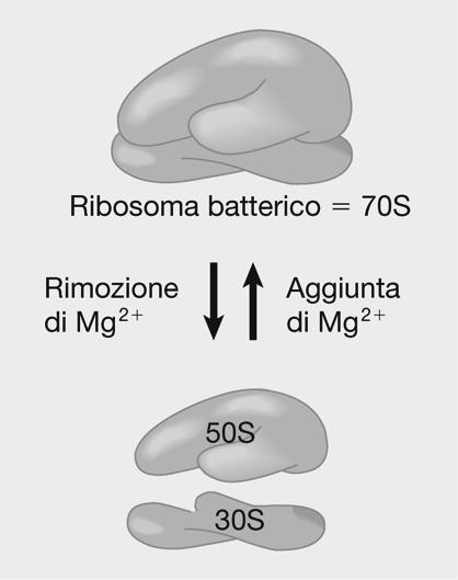 La codifica dell mrna avviene sui RIBOSOMI Forma= da 4 RNA e 80