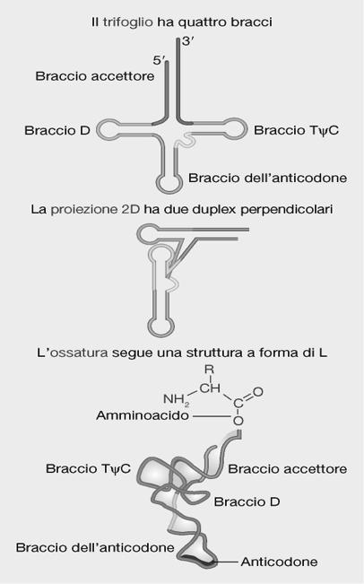 (PepBdil- trna) Sito E (Exit (uscita)) La struttura secondaria