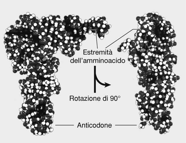 Modello a