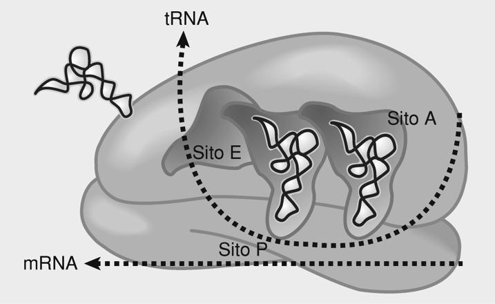 trna e mrna si