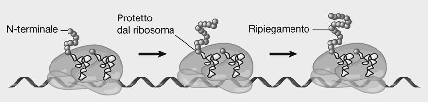 in direzine 5-3 In ogni istante ribosoma