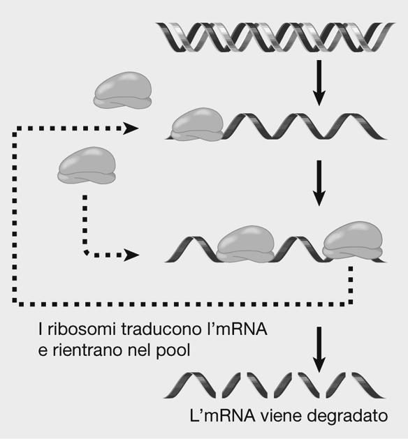 COMPONENTI MACROMOLECOLARI E.