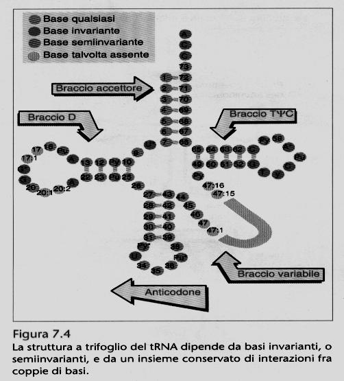 I codoni di mrna NON riconoscono direcamente gli aa cui corrispondono * L RNA transfer è l