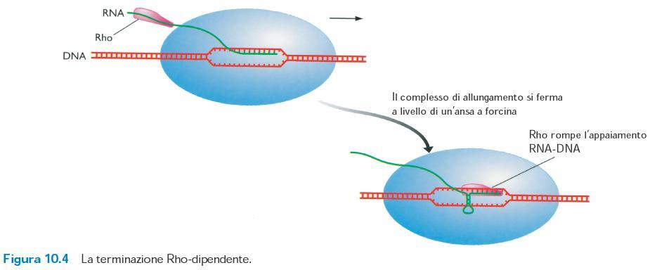 FIGURA 10.