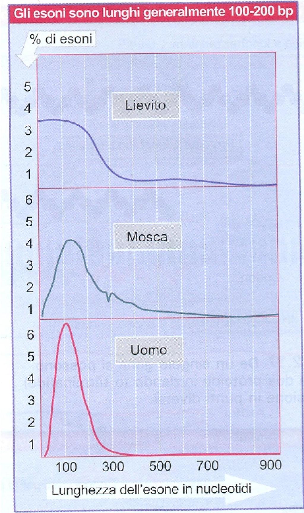 FIGURA 2.