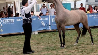 Magheeda Al Shaqab Reserve