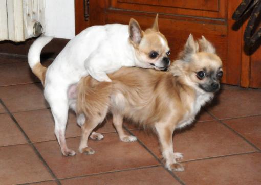 Rocky è un nostro maschietto, ma 2 anni fa ha avuto una lussazione della rotula giocando con gli altri Chihuahua.